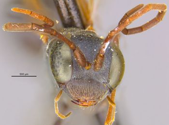 Media type: image;   Entomology 15340 Aspect: head frontal view